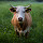 Cow New Tab Page HD Wallpapers Themes