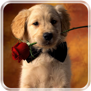 Puppies Live Wallpaper.apk 1.0