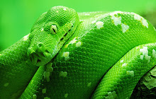 Green Tree Python - New Tab in HD small promo image