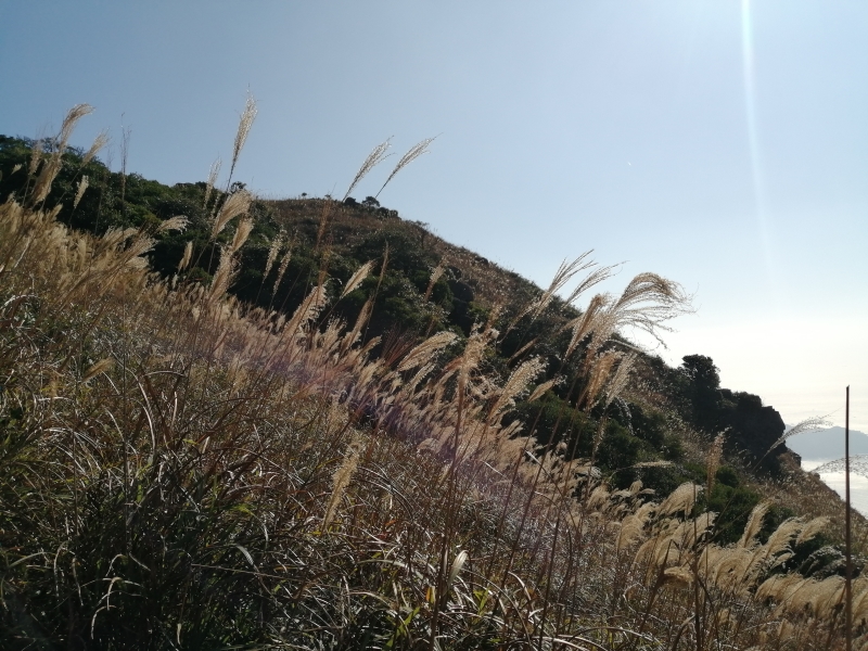 大東山芒草