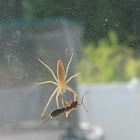 yellow sac spider