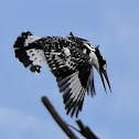 Pied Kingfisher