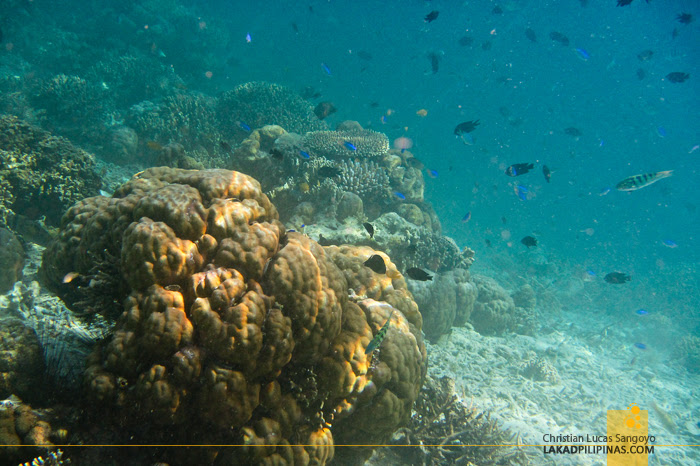 Kanawa Island Komodo