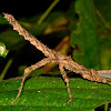 Stick Insect, Phasmid - Female