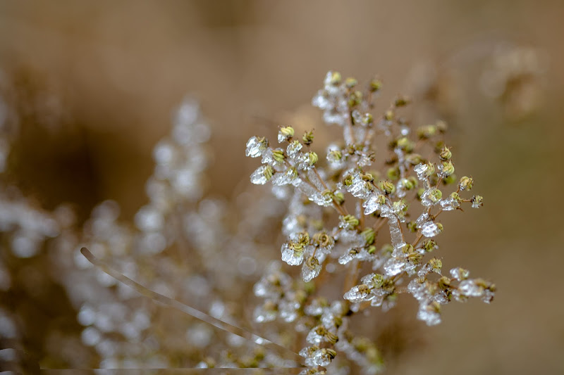  Impianto di ghiaccio di thomas_gutschi