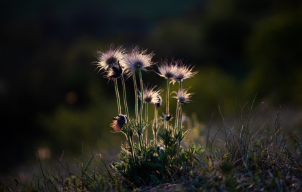 Flowers grow at night small promo image