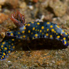 Nudibranch