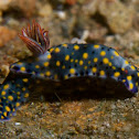 Nudibranch