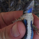 Western Fence Lizard