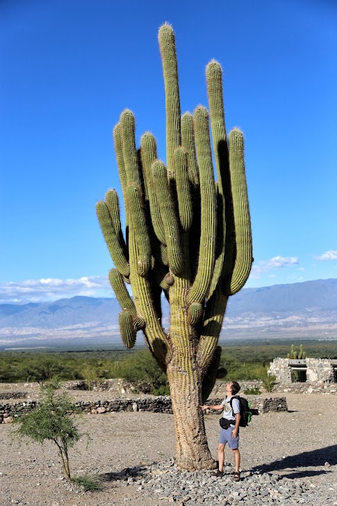 Kaktusy w Ruinas de Quilmes