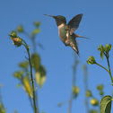 Ruby-throated Hummingbird