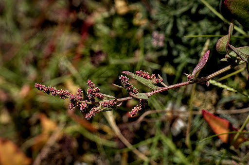 Atriplex prostrata