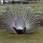 Indian Peacock