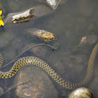 Asiatic water snake