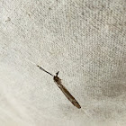 Cranefly