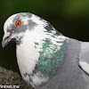 Rock Pigeon