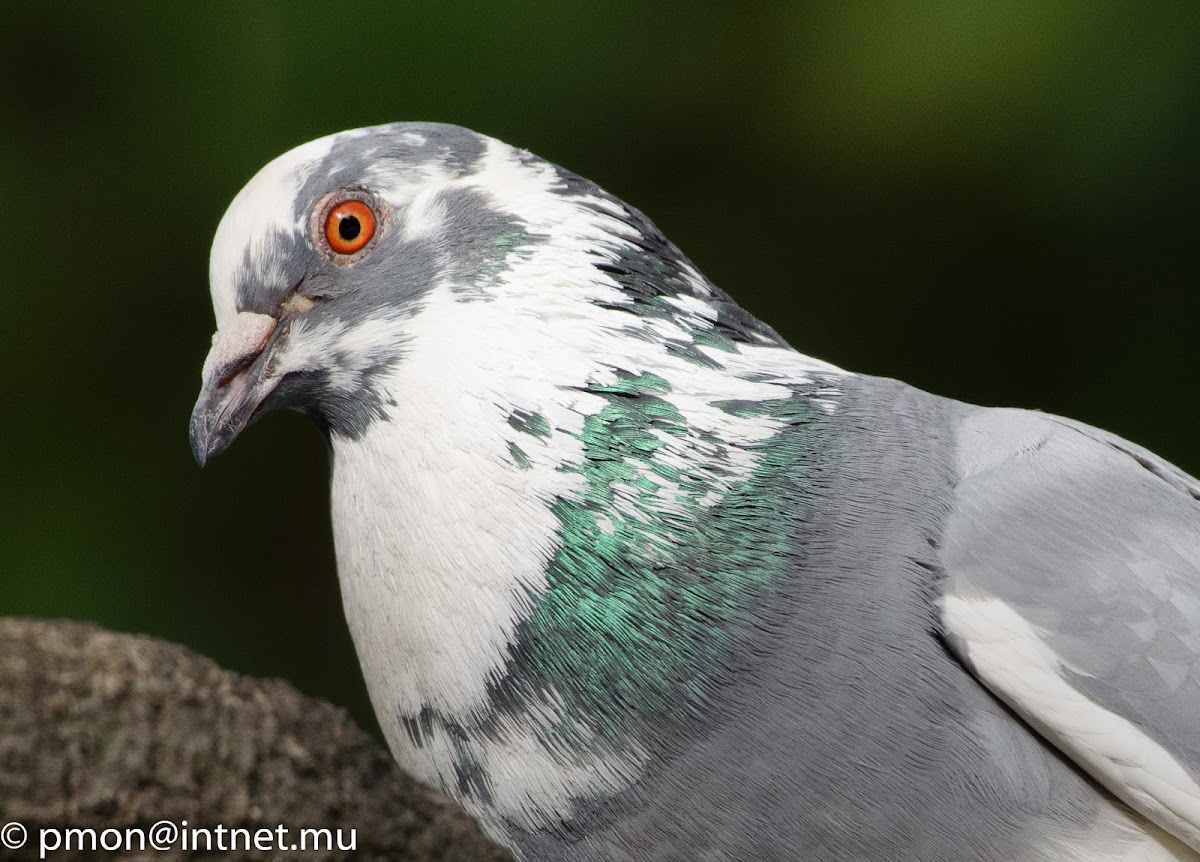 Rock Pigeon