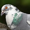 Rock Pigeon