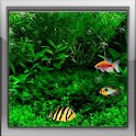 Fish Tank 3d Live Wallpaper apk