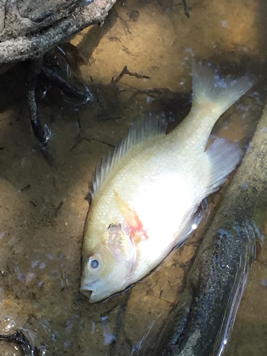 Bluegill Bream