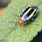 Four-lined Plant Bug