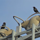 Spotless Starling