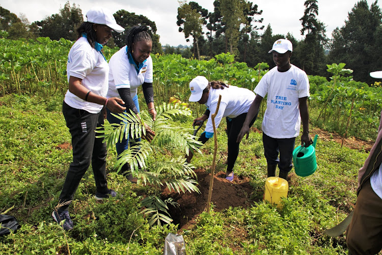 Some members of the Uplands Forest Associaton plant a tree in areas where they cultivate on Friday, June 10.