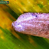 Tortrix moth