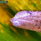 Tortrix moth