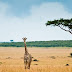 Savana Africana