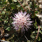 Knapweed