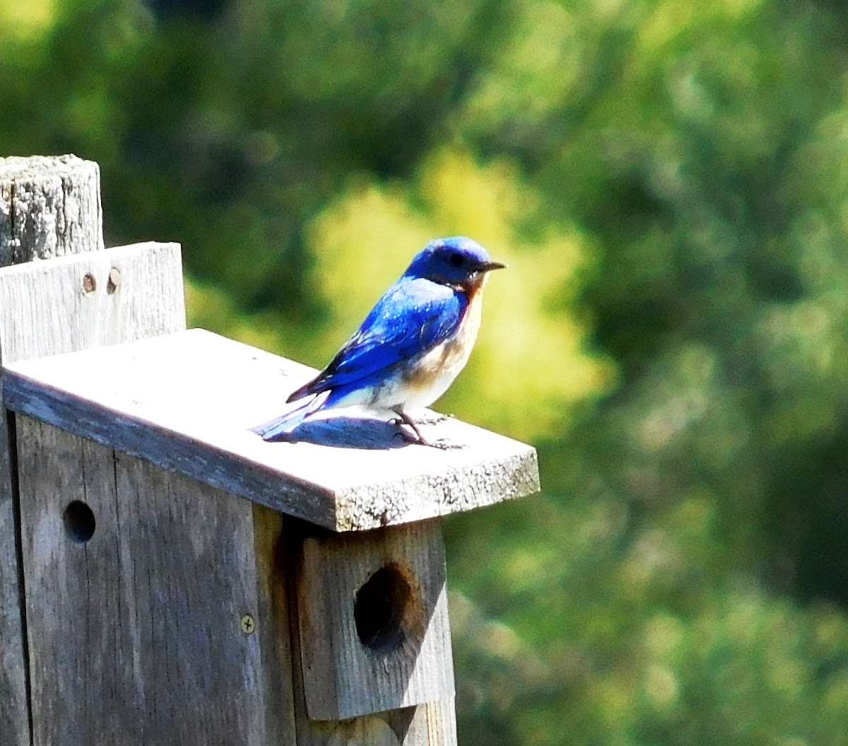 Eastern Bluebird