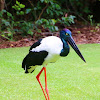 Jabiru (Black-necked Stork)