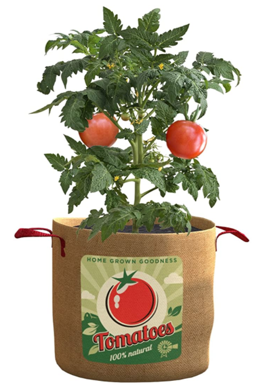 Balcony Tomato plant in pot