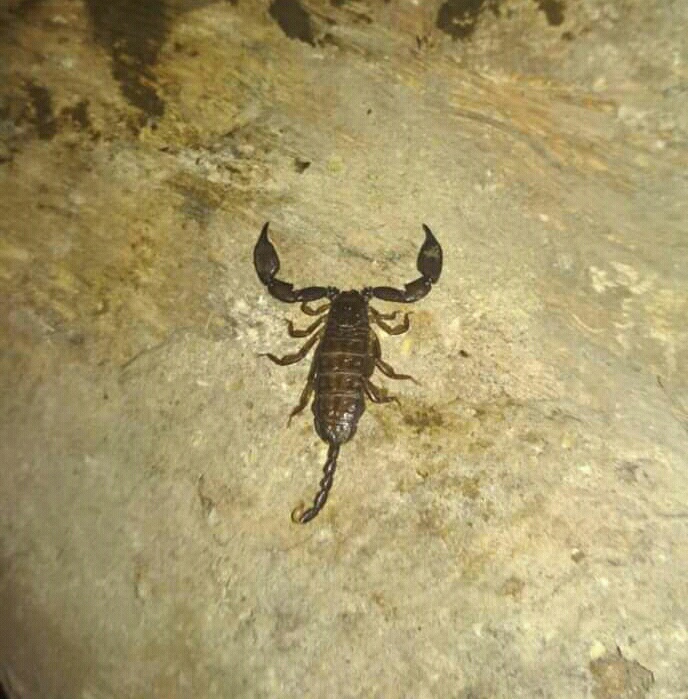 Scorpion