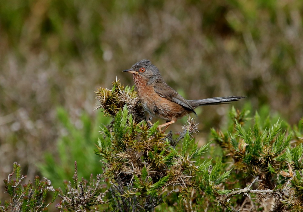 Dartford Warbler