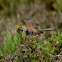 Dartford Warbler