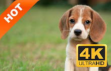 Beagle Pop Pet HD Wallpapers New Tabs Theme small promo image