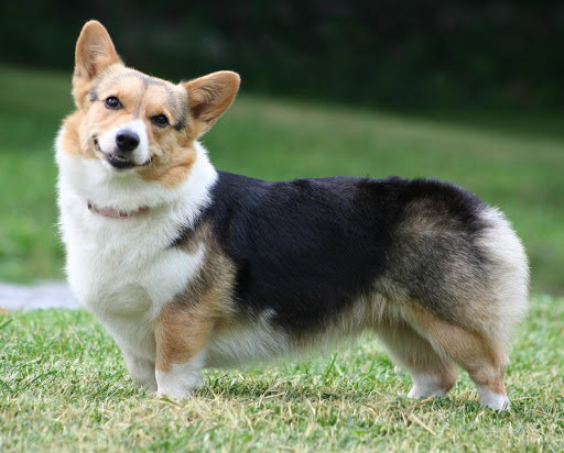 免費下載個人化APP|Pembroke Welsh Corgi Wallpaper app開箱文|APP開箱王