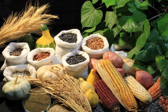 O que é biofortificação? 6 alimentos biofortificados que já são cultivados  no Brasil - Agroadvance