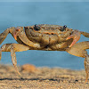 Freshwater crab