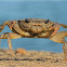 Freshwater crab