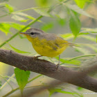 Grey-hooded warbler