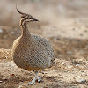 Martineta (Elegant crested tinamou)