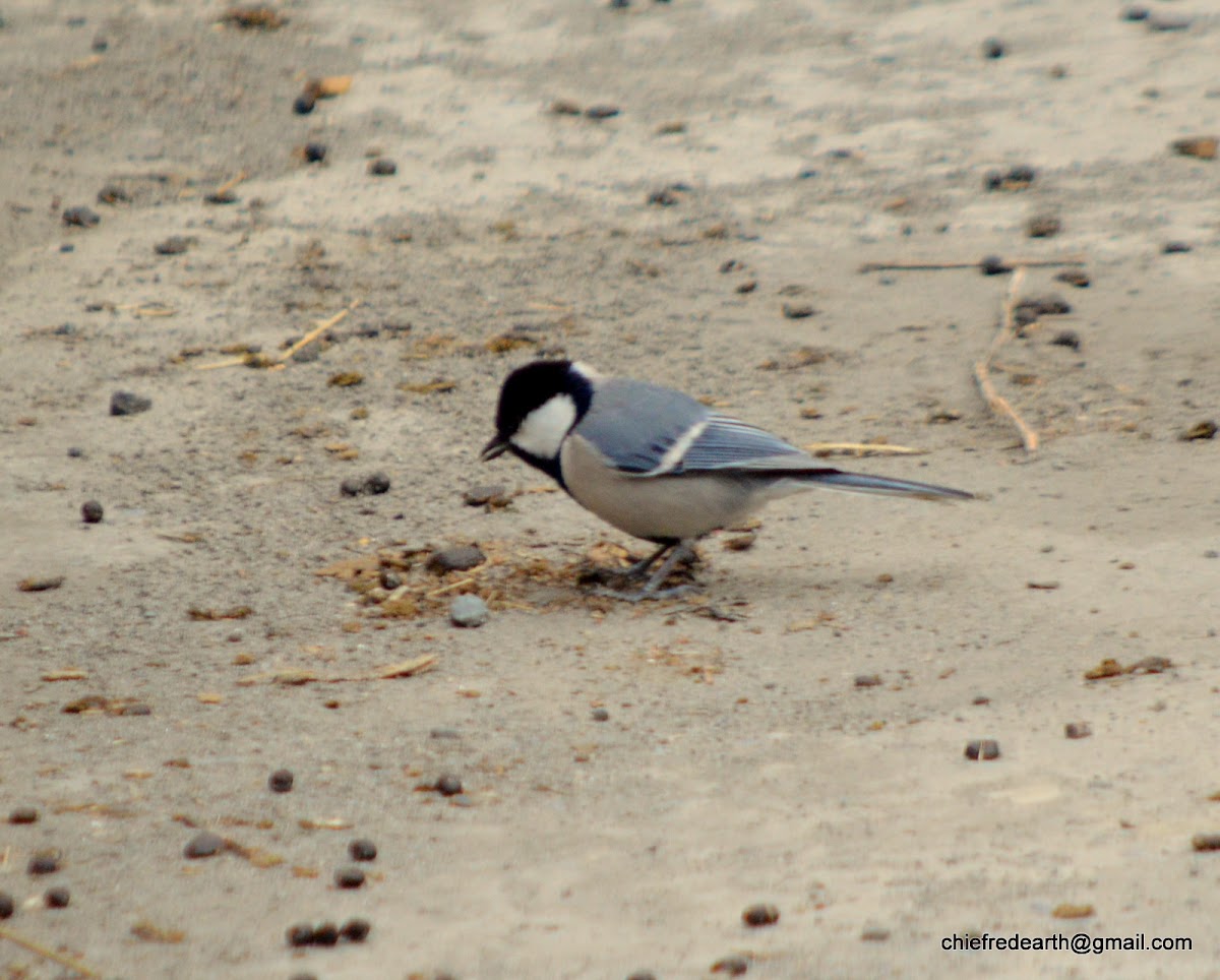 cinereous tit