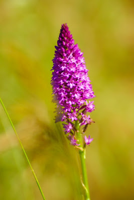 Depth of field di finellimarco