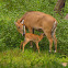 Nilgai