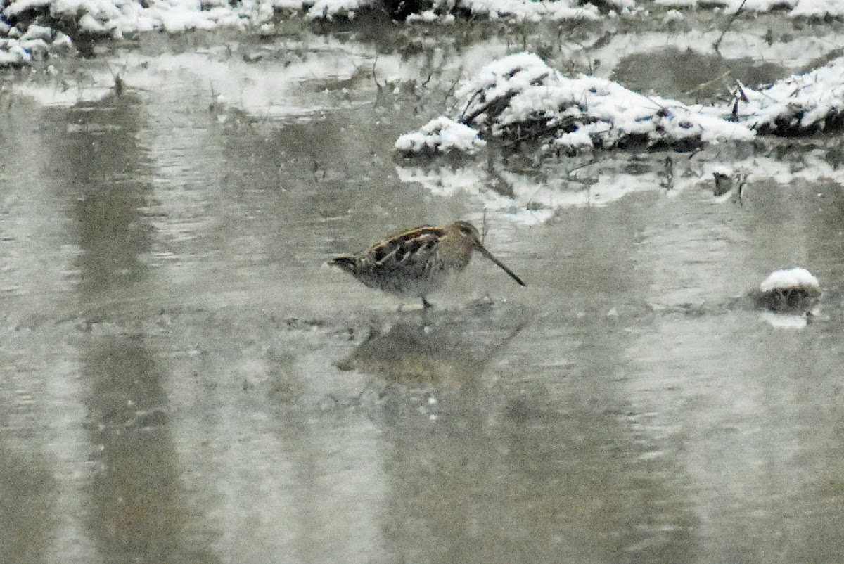 Common snipe