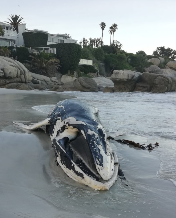 The whale carcass will be removed from the beach on Tuesday.