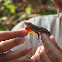 Greater Scaly Anole